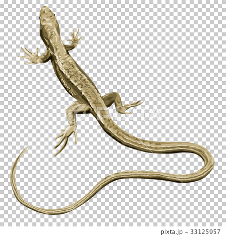 カナヘビ 33125957