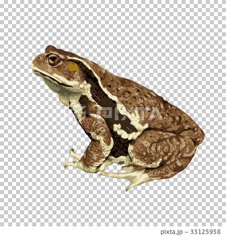 ガマガエルページ ntc_amagaeru_green1.png