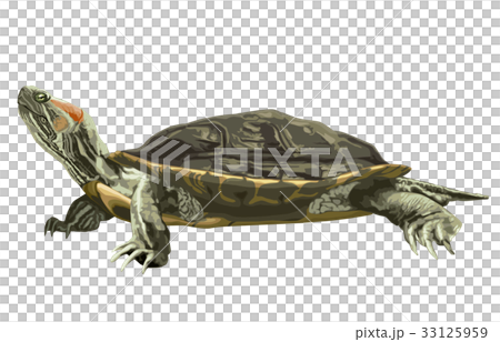 アカミミガメ アカミミガメ 33125959