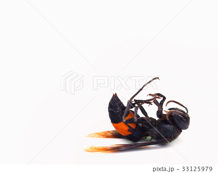 Dead honey bee isolated on the white background. 33125979