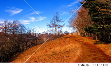 雲取山の尾根にある曲がっている木「ダンシングツリー」 33126186