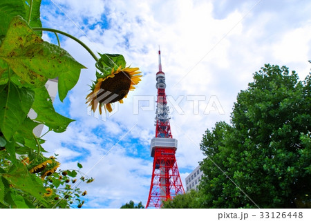 都心のヒマワリ　東京タワーの背景　広角 33126448