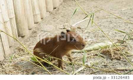 カピバラの赤ちゃん 33126485