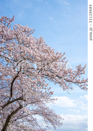 桜 33126684