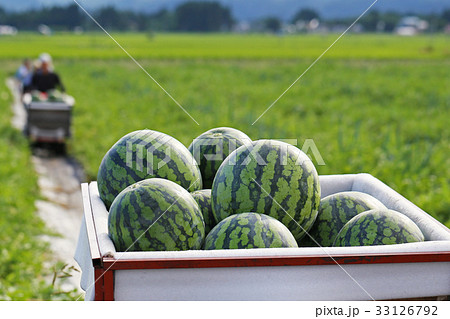 西瓜の収穫 33126792