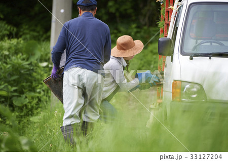 田植え　稲苗　準備 33127204