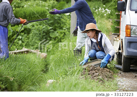 田植え　稲苗　準備 33127223