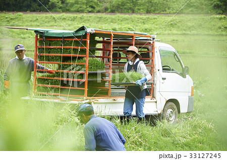 田植えの準備をする男女 33127245