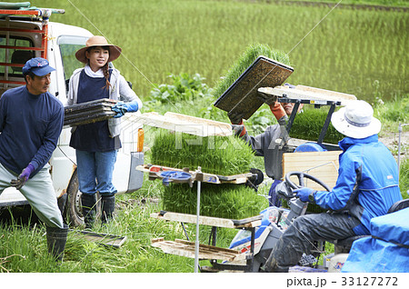 田植え　稲苗　準備 33127272