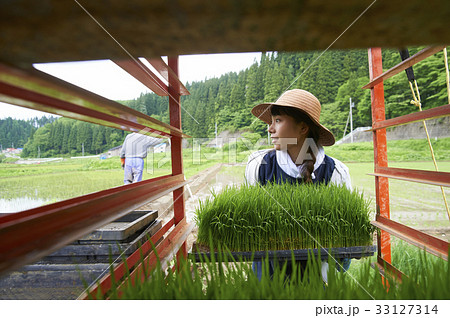 田植え　稲苗　準備 33127314