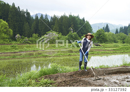 田植え　代掻きをする女性 33127392
