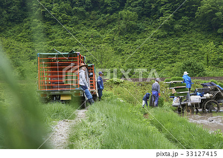 田植え　準備　苗　田植え機 33127415