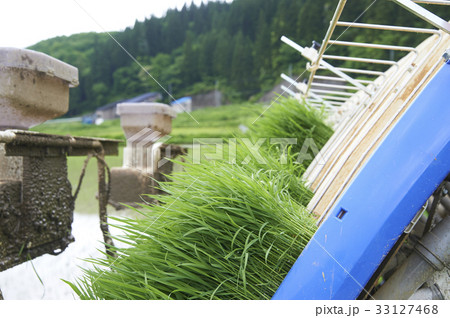田植機　稲苗 33127468