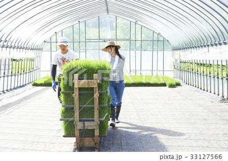 ビニールハウス　稲苗　出荷　準備 33127566