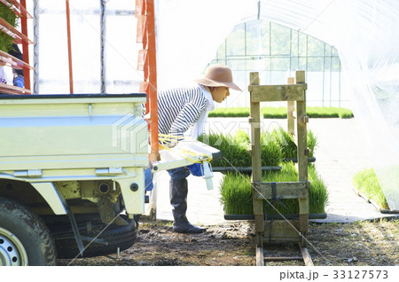 ビニールハウス　稲苗　出荷　準備 33127573