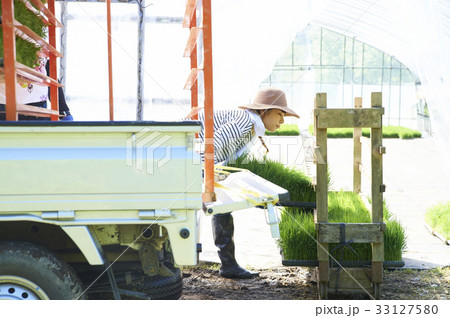 ビニールハウス　稲苗　出荷　準備 33127580