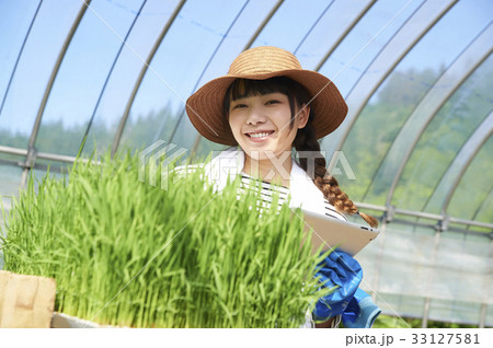 ビニールハウス　稲苗の育成 33127581