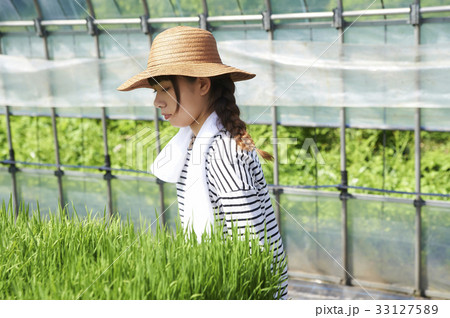 ビニールハウス　稲苗の育成 33127589