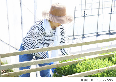 ビニールハウス　稲苗　出荷　準備 33127595