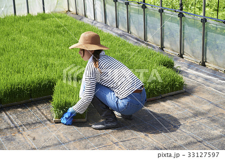 ビニールハウス 稲苗 出荷 準備 ビニールハウス 稲苗 出荷 準備 33127597