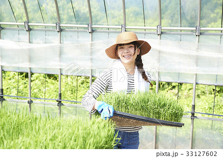 ビニールハウス 稲苗の育成の写真素材