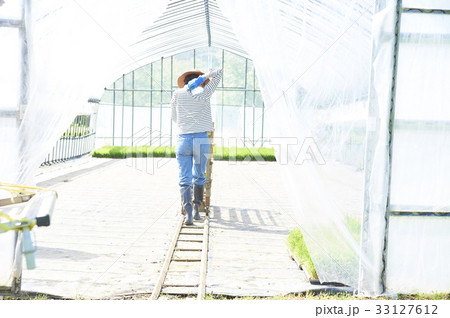 ビニールハウス　稲苗　出荷　準備 33127612