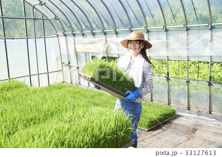ビニールハウス　稲苗の育成 33127613