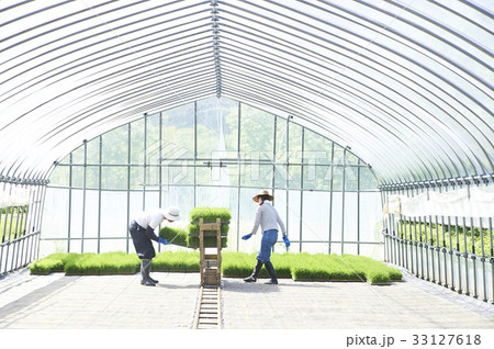 ビニールハウス 稲苗 出荷 準備 ビニールハウス 稲苗 出荷 準備 33127618