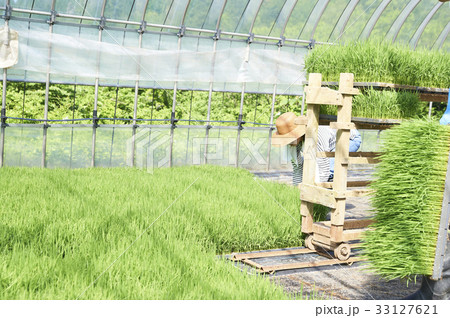 ビニールハウス　稲苗　出荷　準備 33127621