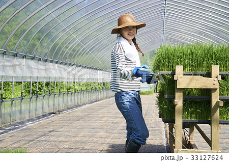 ビニールハウス　稲苗　出荷　準備 33127624