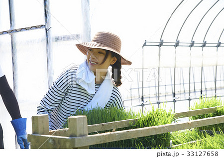 ビニールハウス　稲苗　出荷　準備 33127658