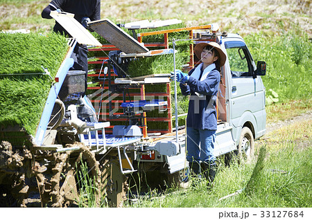 田植え 稲苗 準備 田植え 稲苗 準備 33127684