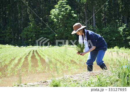 田植えをする女性 33127695