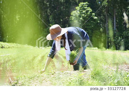 田植えをする女性 田植えをする女性 33127728