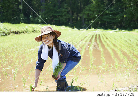 田植えをする女性の写真素材