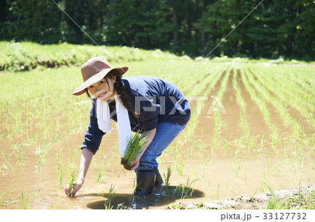田植えをする女性 33127732