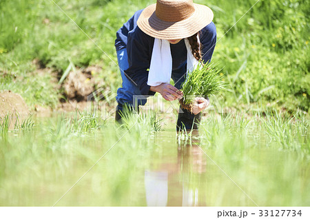 田植えをする女性 33127734