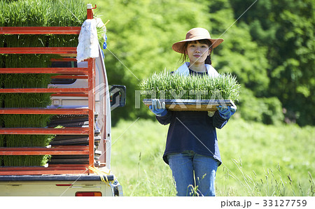 田植え　稲苗を持つ女性 33127759