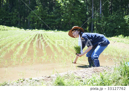 田植えをする女性 田植えをする女性 33127762