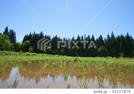 水田　田植え 33127879