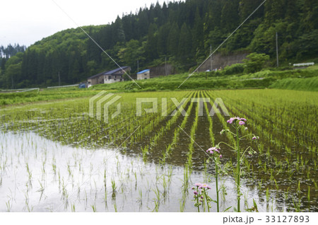 水田　田植え 33127893