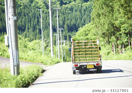 種苗 出荷 トラック 種苗 出荷 トラック 33127901