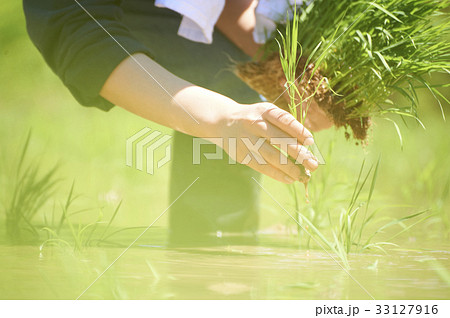 田植え　手植え　手元 33127916