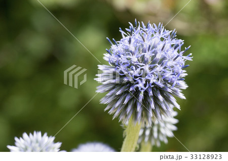 ヒゴタイ(ルリタマアザミ) ヒゴタイ(ルリタマアザミ) 33128923