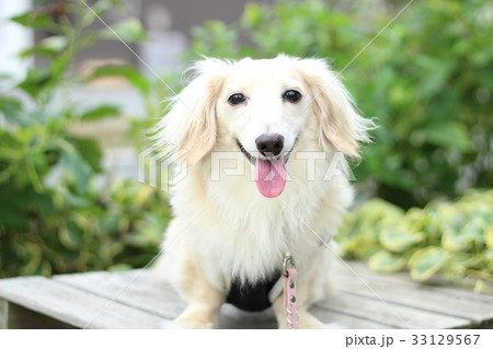 おしゃれなベンチ おしゃれなベンチ 33129567