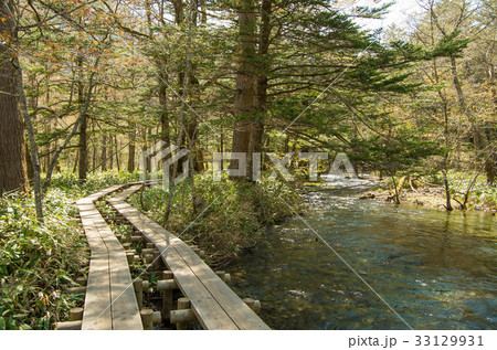中部山岳国立公園 上高地の遊歩道(木道)と清流 中部山岳国立公園 上高地の遊歩道(木道)と清流 33129931