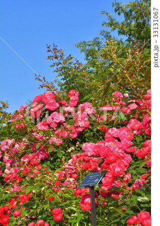 全国都市緑化よこはまフェア・港の見える丘公園会場 33131067