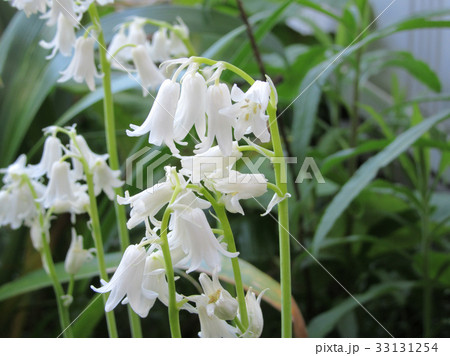 釣鐘水仙の白い花の写真素材
