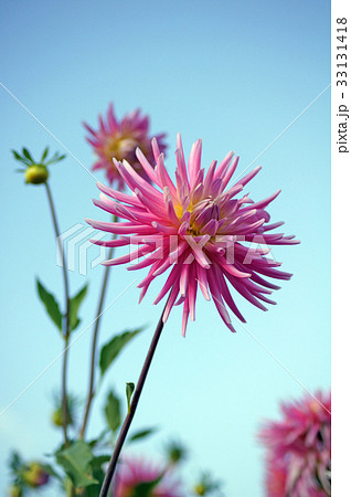 ダリア 33131418