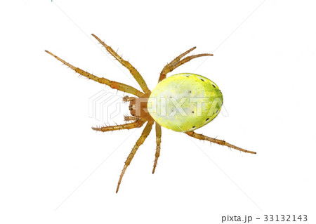 Green spider (Araniella cucurbitina) on a white Green spider (Araniella cucurbitina) on a white 33132143